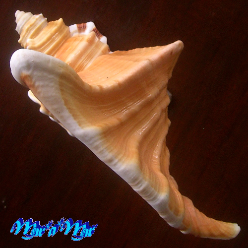 Cymatium raderi D´Attilio & Meyers, 1984 - Imagem 3