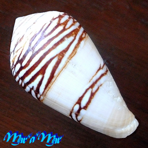 Alternative view of Conus mercator L., 1758