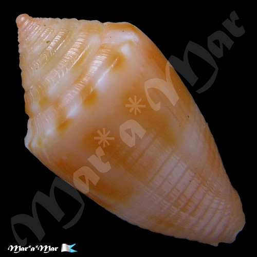 Alternative view of Conus damasoi Consignani, 2007
