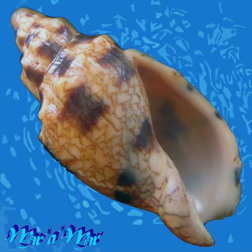 Odontocymbiola americana (Reeve, 1846)