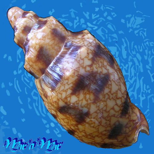 Alternative view of Odontocymbiola americana (Reeve, 1846)