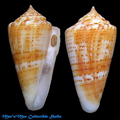 Conus xanthocinctus Petuch, 1986