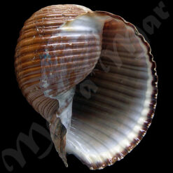 Tonna galea brasiliana Morch, 1877
