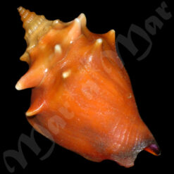 Strombus pugilis Linnaeus, 1758