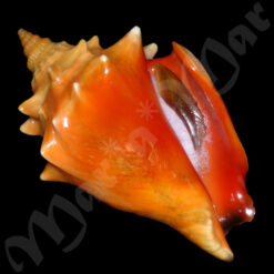 Strombus pugilis Linnaeus, 1758 - Imagem 2