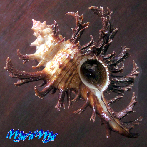 Chicoreus spectrum (Reeve, 1846)