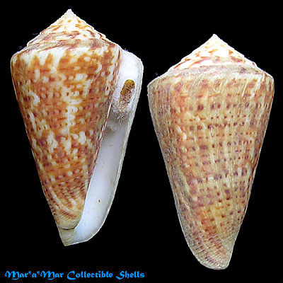 Conus clenchi Martens, 1943