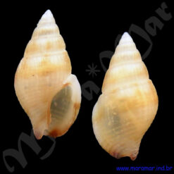 Anachis obesa (C. B. Adams, 1845)