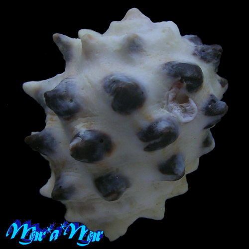 Alternative view of Drupa morum Röding, 1798