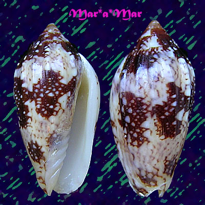 Plicoliva zelindae oceanica Coltro, 2005