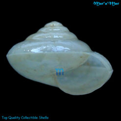 Trachycystis loveni (Krauss, 1848)