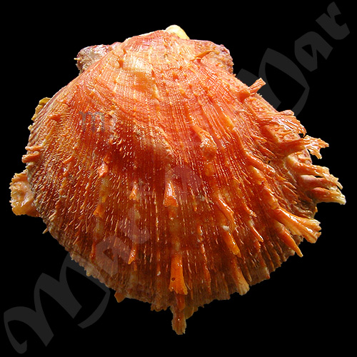 Spondylus ictericus Reeve, 1856