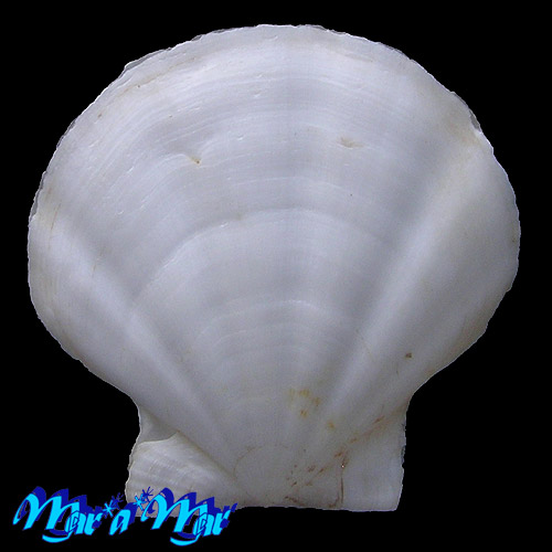 Alternative view of Flexopecten glaber proteus Dillwin, 1817