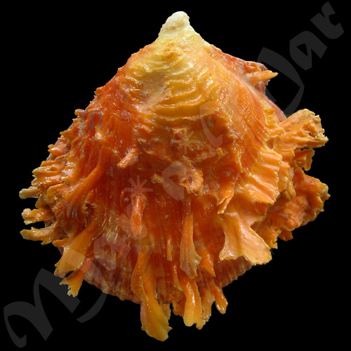 Spondylus ictericus Reeve, 1856 - Imagem 3