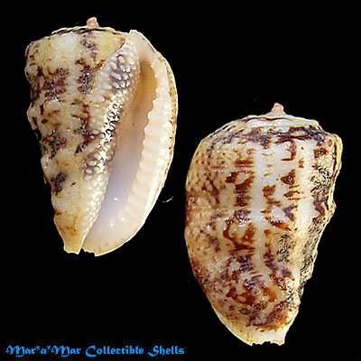 Morum bayeri Petuch, 2001