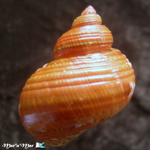 Turbo canaliculatus Hermann, 1781 - Imagem 2