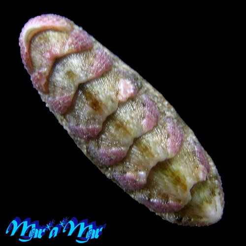 Ischnochiton pectinatus (Sowerby, 1840)