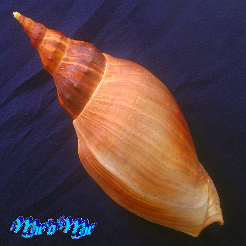 Adelomelon beckii (Broderip, 1836) - Image 2