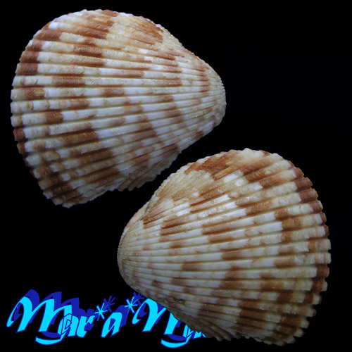 Americardia media (Linnaeus, 1758) - Image 2