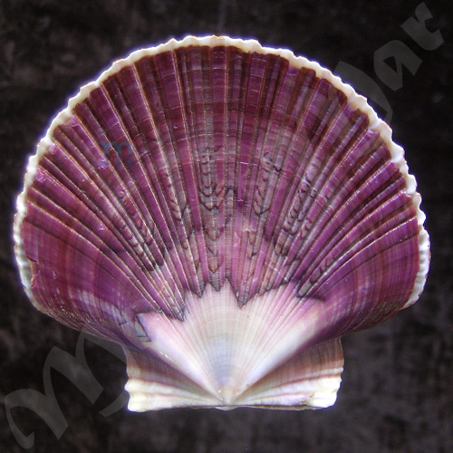 Pecten ziczac (Linnaeus, 1758)