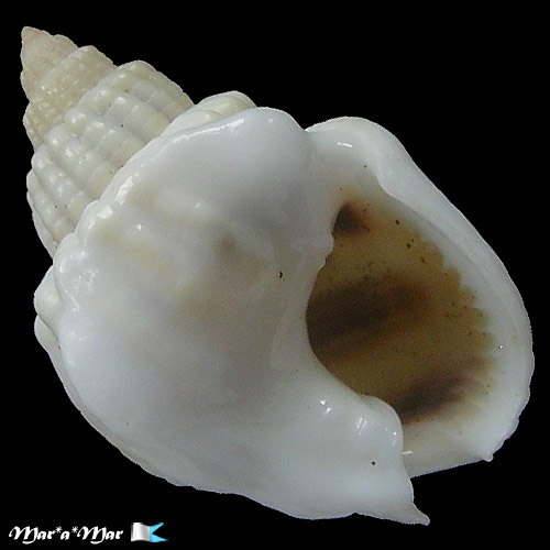 Nassarius arcularius Linnaeus, 1758