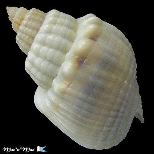 Nassarius arcularius Linnaeus, 1758 - Imagem 2