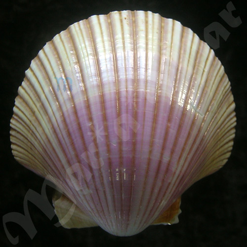 Pecten ziczac (Linnaeus, 1758) - Image 2