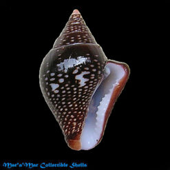 Columbella major Sowerby, 1832