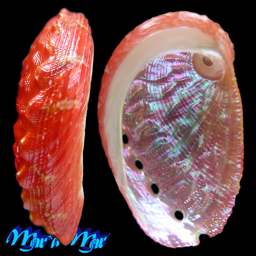 Haliotis aurantium Simone, 1998 - Image 2
