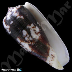 Pionoconus magus (Linnaeus, 1758)