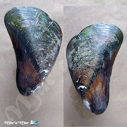 Mytella guyenensis (Lamarck, 1819)