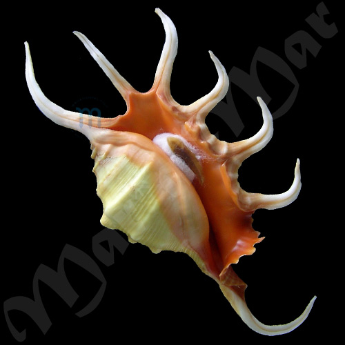 Lambis crocata crocata (Link, 1807)