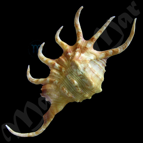 Lambis crocata crocata (Link, 1807) - Imagem 2