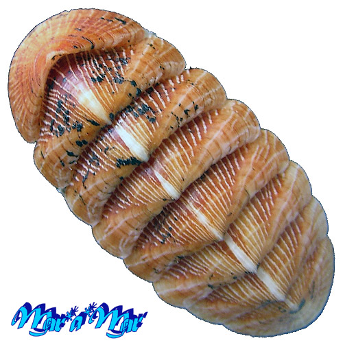 Chaetopleura angulata Spengler,1797