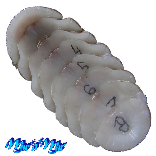 Alternative view of Chaetopleura angulata Spengler,1797