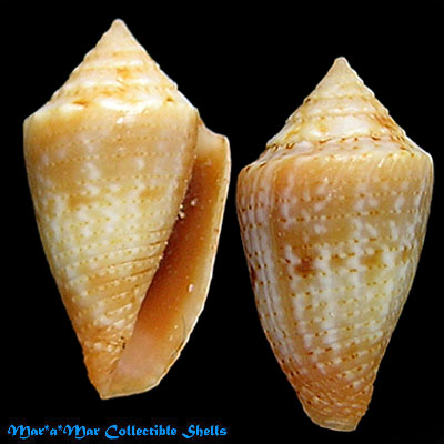Conus cf. bodarti Coltro, 2004
