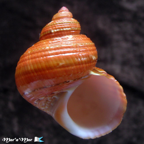 Turbo canaliculatus Hermann, 1781