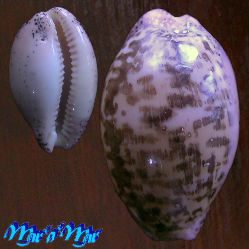 Cypraea (Luria) cinerea brasiliensis L. & H., 1993