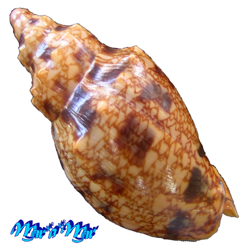 Alternative view of Odontocymbiola americana (Reeve, 1846)