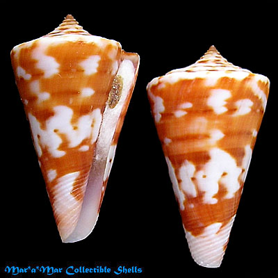 Conus carioca Petuch, 1986
