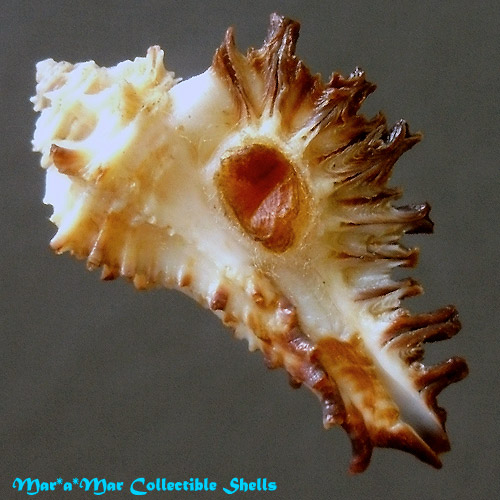 Homalocantha secunda Lamarck, 1822