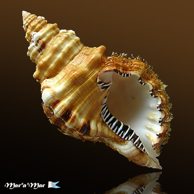 Cymatium parthenopeum (Von Salis, 1793)