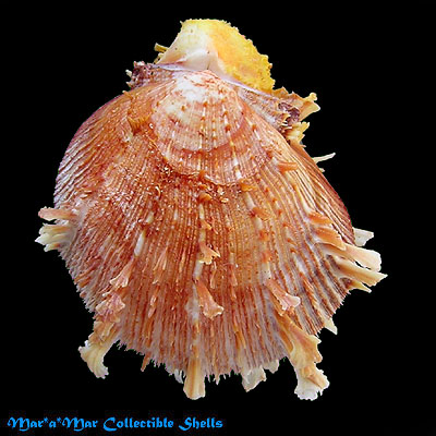 Spondylus ictericus Reeve, 1856