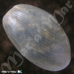 Alternative view of Bulla striata Bruguière, 1792