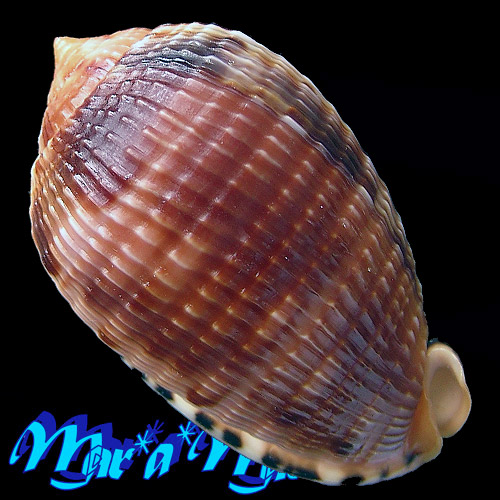 Cypraeacassis testiculus (Linnaeus, 1758) - Imagem 2