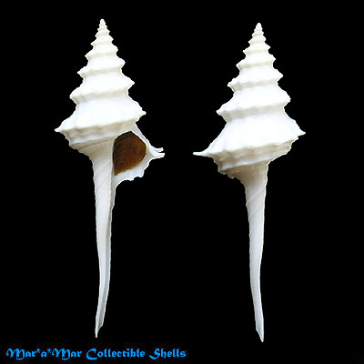 Columbarium eastwoodae Kilburn, 1971