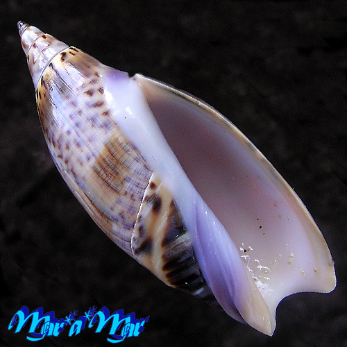 Agaronia travassosi Morretes, 1938