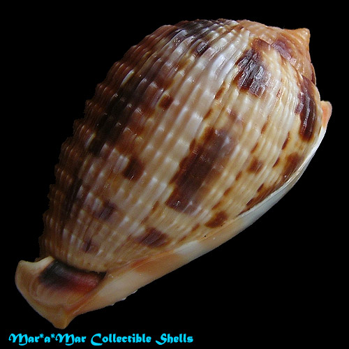 Cypraeacassis testiculus (Linnaeus, 1758) - Imagem 4