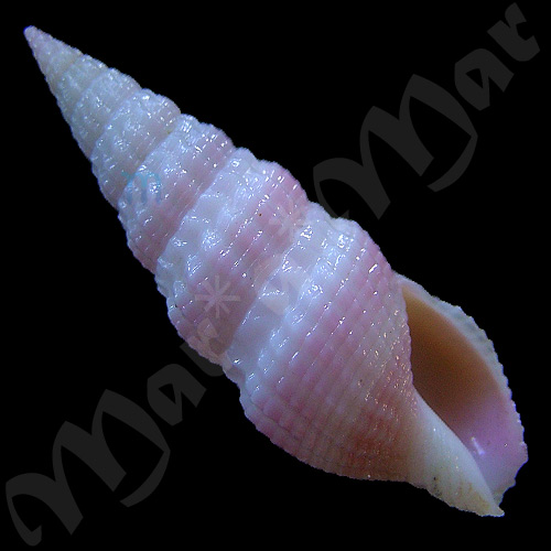 Clathrodrillia sp.