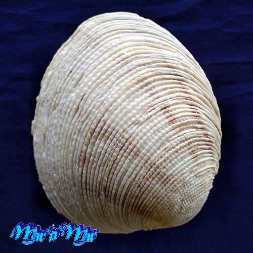 Periglypta multicostata (Sowerby, 1835)